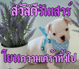 Hello Monday French bulldog sticker #14486259