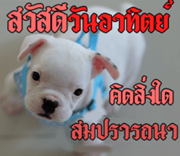 Hello Monday French bulldog sticker #14486260