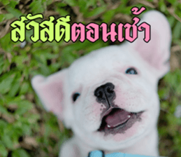 Hello Monday French bulldog sticker #14486261