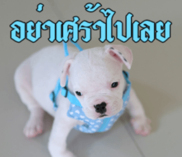 Hello Monday French bulldog sticker #14486262