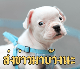 Hello Monday French bulldog sticker #14486263