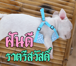 Hello Monday French bulldog sticker #14486264