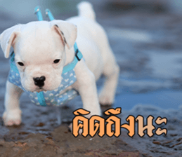 Hello Monday French bulldog sticker #14486269