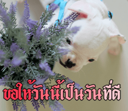 Hello Monday French bulldog sticker #14486273