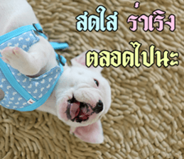 Hello Monday French bulldog sticker #14486274