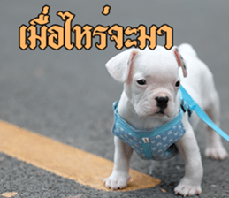 Hello Monday French bulldog sticker #14486275