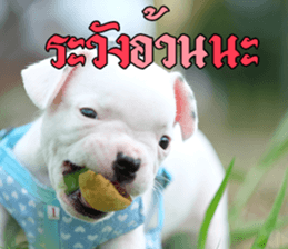 Hello Monday French bulldog sticker #14486276