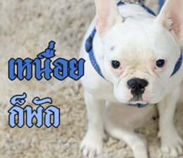 Hello Monday French bulldog sticker #14486277