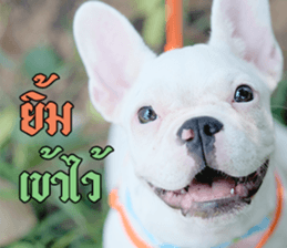 Hello Monday French bulldog sticker #14486280