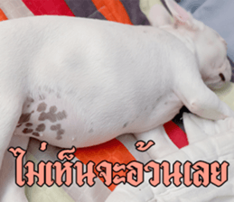 Hello Monday French bulldog sticker #14486282
