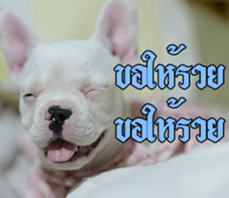 Hello Monday French bulldog sticker #14486283