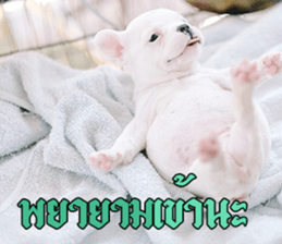 Hello Monday French bulldog sticker #14486286