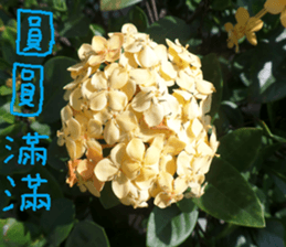 The beauty of fish and flowers sticker #14487417