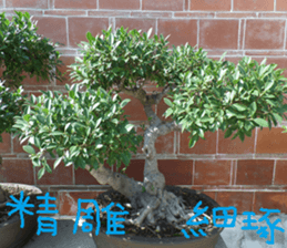 The beauty of fish and flowers sticker #14487418