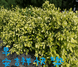 The beauty of fish and flowers sticker #14487421