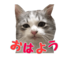 cat of cure sticker #14487790