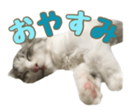 cat of cure sticker #14487791