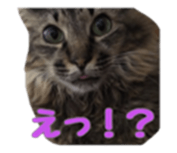 cat of cure sticker #14487792