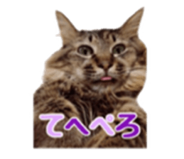 cat of cure sticker #14487795