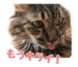 cat of cure sticker #14487797