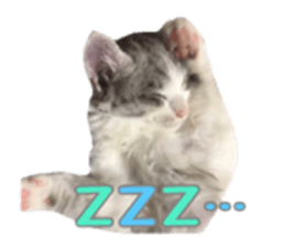 cat of cure sticker #14487811