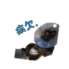 Chataro with friends2 sticker #14489507