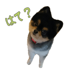 Chataro with friends2 sticker #14489525