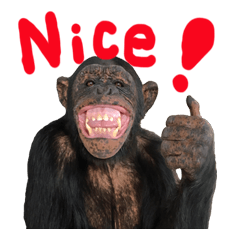Chimpanzee Sticker3