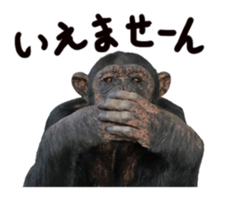 Chimpanzee Sticker3 sticker #14491086