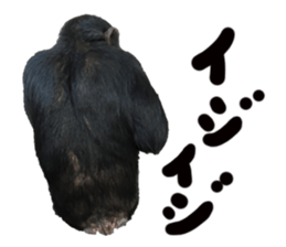 Chimpanzee Sticker3 sticker #14491087