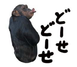 Chimpanzee Sticker3 sticker #14491088