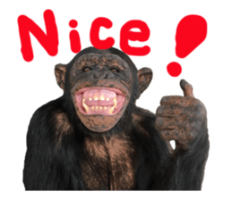 Chimpanzee Sticker3 sticker #14491089