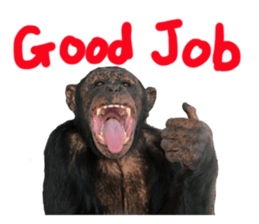 Chimpanzee Sticker3 sticker #14491090