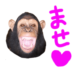 Chimpanzee Sticker3 sticker #14491092