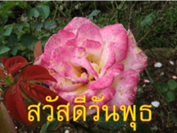 FEEL SO GOOD (HAPPY EVERYDAY) sticker #14492369