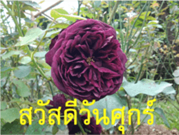 FEEL SO GOOD (HAPPY EVERYDAY) sticker #14492371