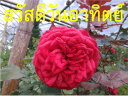 FEEL SO GOOD (HAPPY EVERYDAY) sticker #14492373