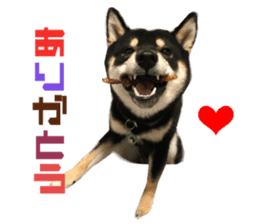 Real DOG Siba inu sticker #14492502