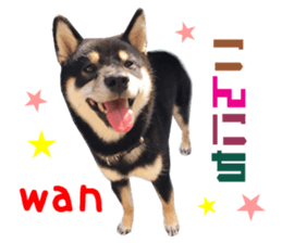 Real DOG Siba inu sticker #14492505