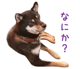 Real DOG Siba inu sticker #14492508