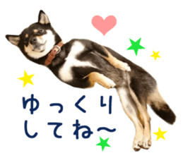 Real DOG Siba inu sticker #14492509