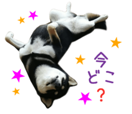 Real DOG Siba inu sticker #14492510