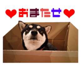 Real DOG Siba inu sticker #14492511