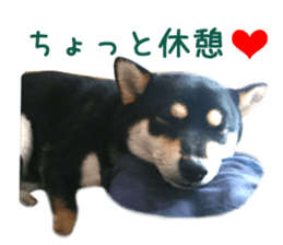 Real DOG Siba inu sticker #14492512