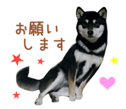 Real DOG Siba inu sticker #14492514