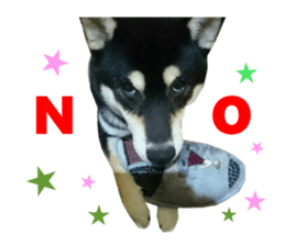 Real DOG Siba inu sticker #14492516