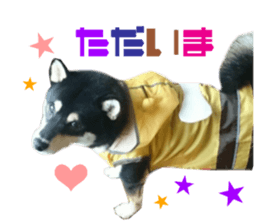 Real DOG Siba inu sticker #14492517