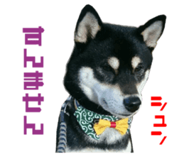 Real DOG Siba inu sticker #14492518