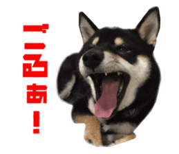 Real DOG Siba inu sticker #14492519