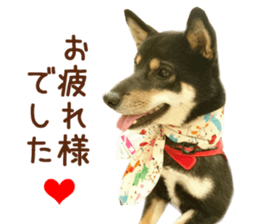 Real DOG Siba inu sticker #14492521